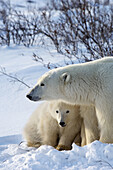 Polar Bear  Ursus maritimus) with cubs, Churchill, Canada  November 2005)