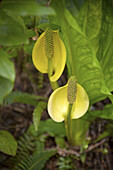 close up ´skunk cabbage´ Will Pacific Trail ,Ucluelet,BC Canada