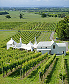 Coleraine vineyard Te Mata Hawkes Bay New Zealand