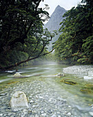 Clinton Rver Milford Track Fiordland National Park New Zealand