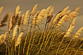 Pampas grasses blowing in wind at dusk , Bank´s Peninsula, Canterbury, New Zealand