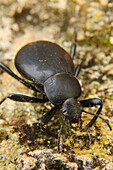 Beetle  Akis discoidea)