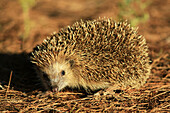 European Hedgehog  Erinaceus europaeus)