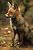 Cáceres, Carnivore, Fox, Mammal, Monfragüe national park, Spain, Vulpes vulpes, J66-923828, agefotostock 