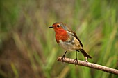 Petirrojo común Erithacus rubecula, Soneja