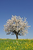 Cherry tree in blossom with clear blue sky and spring meadow  Switzerland, Europe
