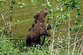 Young Brown Bear Ursus arctos playing with small tree