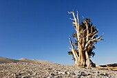 Bristlecone Pine Tree Pinus longaeva  Bristlecone Pine Trees are the oldest known living trees on earth, some can be traced back over 40 centuries  Inyo National Forest, White Mountains, California, USA, America