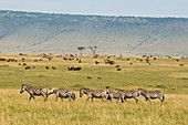 Common Zebra and Wildebeest, Masai Mara National Reserve, Kenya