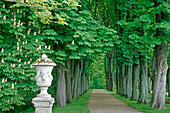 Chestnut alley in the grounds of Nordkirchen castle, Münsterland, North Rhine-Westphalia, Germany