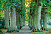 Double row of lime tree along an alley at Blankenese, Hamburg, Germany