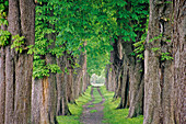Chestnut tree alley, Mecklenburg-Western Pomerania, Germany