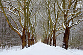 Alley of sycamore trees, near Dortmund, Ruhr area, North Rhine-Westphalia, Germany
