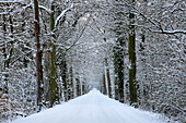 Alley of oaks at Westerwinkel moated castle, near Ascheberg, Muensterland, North Rhine-Westphalia, Germany