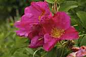 Pink flowers of a rosa rugosa