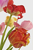 Bunch of fully blooming and withering garden tulips in front of white background