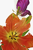 Close up of parrot tulips in front of white background