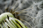 Close up of seeds of a blowball