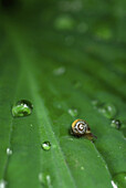 Close up of hosta leaf with very small snail and drops of water