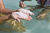 Mädchen im Toten Meer hält Meersalz in den Händen, En Bokek, Israel, Naher Osten
