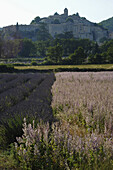 Blick auf die Stadt Banon mit blühendem Lavendel südlich der Montagne de Lure, Haute Provence, Frankreich, Europa