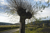 Weide und Straße unter Wolkenhimmel, Haute Provence, Frankreich, Europa