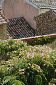 Puderquastenstrauch und Dächer im Sonnenlicht, Valensole, Provence, Frankreich, Europa