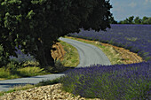 Blühender Lavendel auf dem Plateau von Valensole mit Baum und Strasse, Provence, Frankreich, Europa