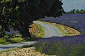 Blooming lavender, country road and tree on the plateau of Valensole, Provence, France, Europe