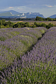 Blühender Lavendel im Sonnenlicht, Plateau von Valensole, Provence, Frankreich, Europa