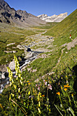 Val Gronda mit Wissberg im Hintergrund, Graubünden, Schweiz
