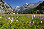 Blumenwiese, Pont, Valsavarenche, Nationalpark Gran Paradiso, Aostatal, Italien