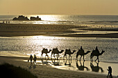 Kamel Karawane am Strand, Essouira, Morokko, Afrika