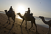 Camel train on the beach, Atlantic Ocean, Essouira, Morocco, Africa