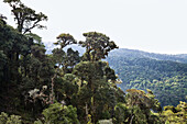 Mountainous rainforest at Cerro de la muerte, Costa Rica