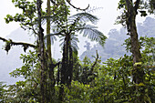 Tree fern in the rainforest of Tapanti National park, Costa Rica