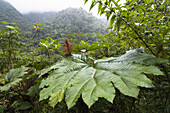 Gunnera in the mountainous rainforest of Tapanti National Park, Gunnera insignis, Costa Rica