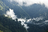 Rainforest of Tapanti National Park, Costa Rica