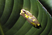 Frog under a heliconia leaf in the rainforest of Tapanti National Park, Costa Rica
