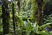 Regenwald an den Ausläufern des Vulkan Poas, Costa Rica