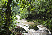 Tiefland Regenwald, Braulio Carrillo Nationalpark, Costa Rica, Mittelamerika