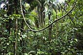 Tiefland Regenwald, Braulio Carrillo Nationalpark, Costa Rica, Mittelamerika