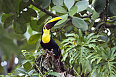 Swainson's Toucan, Chestnut-mandibled Toucan, Ramphastos ambiguus swainsonii, sitting in a tree in the rainforest, Costa Rica