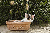 Hauskatze, Köätzchen mit Blumen, Deutschland