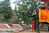 Elefant in der alten Königsstadt Ayutthaya, Thailand, Asien