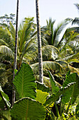 Palmen einer Kokosplantage im Sonnenlicht, Havelock Island, Andamanen, Indien