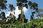 Giant trees under clouded sky, Havelock Island, Andamans, India