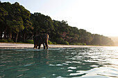 Badender Elefant bei Sonnenaufgang am 12 km langen Radha Nagar Beach, Strand 7, Havelock Island, Andamanen, Indien