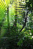 Pflanzen im Regenwald im Sonnenlicht, Havelock Island, Andamanen, Indien