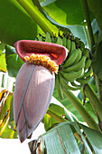 Bananenblüte vor Bananenstaude, Bharatang Island, Middle Andaman, Andamanen, Indien